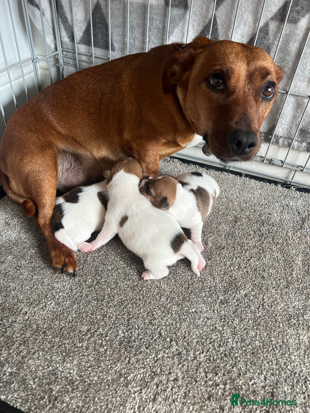 Jack Russell dogs for sale: Gorgeous Jack Russel Puppies  - Image 5