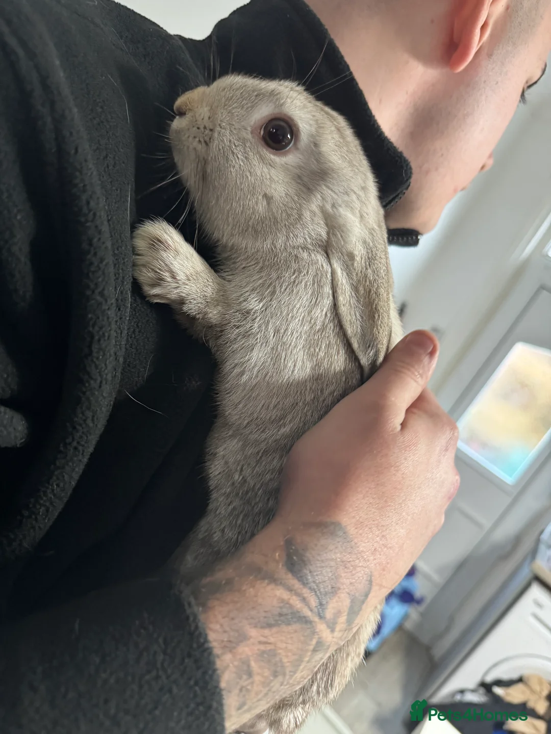 Mixed Breed rabbits for sale: boy for sale - Advert 1
