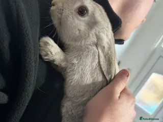 Mixed Breed rabbits boy for sale - Advert 23