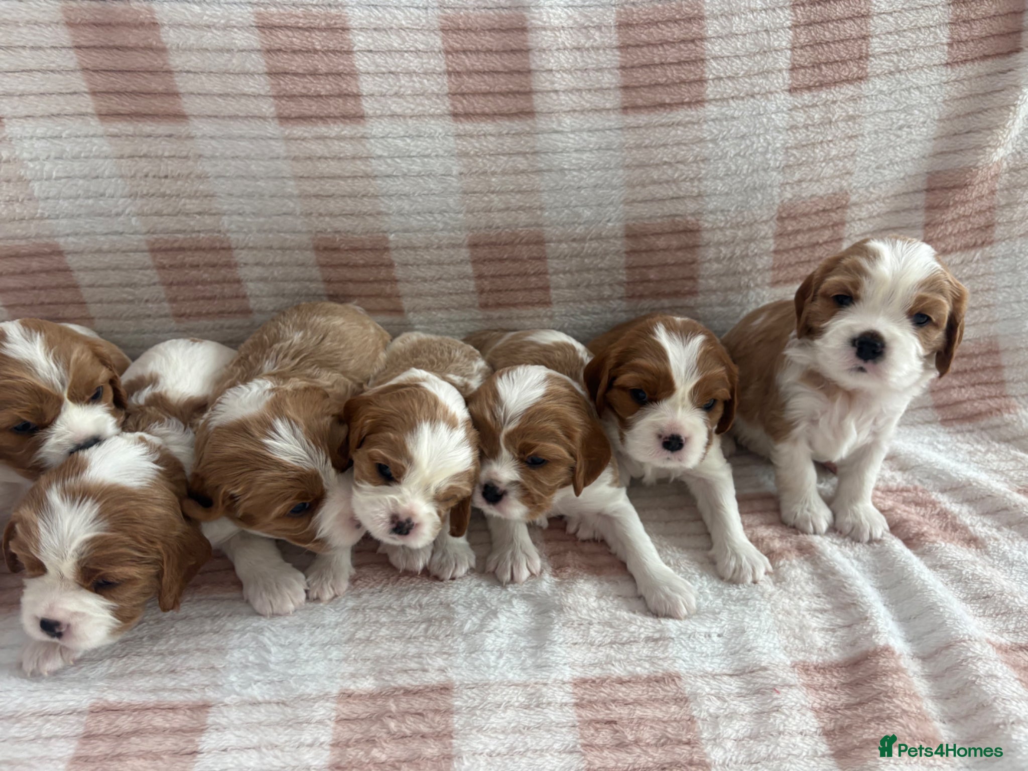 Cavalier King Charles Spaniel dogs Cavalier King Charles Spaniel Puppies  - Advert 1