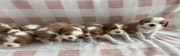 Cavalier King Charles Spaniel dogs for sale: Cavalier King Charles Spaniel Puppies  in Boston - Advert 1