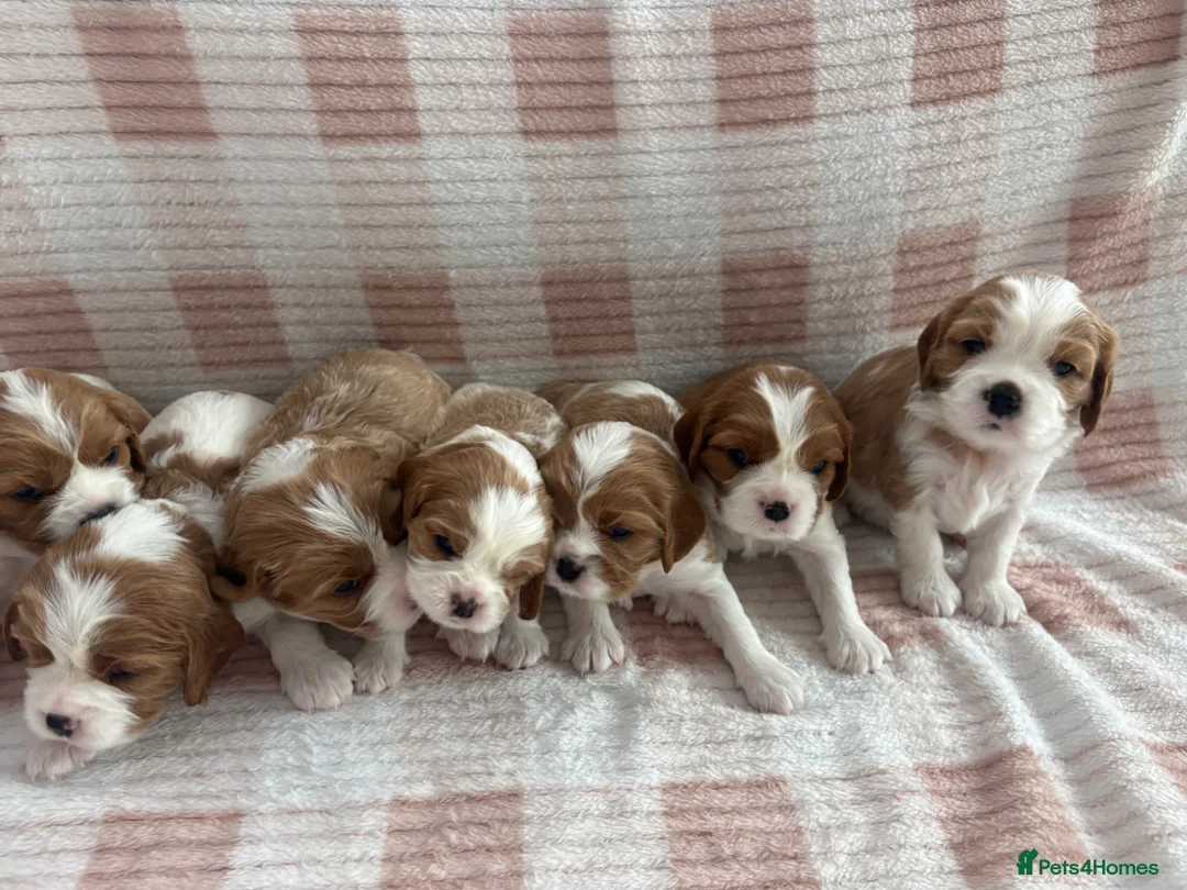 Cavalier King Charles Spaniel dogs for sale: Cavalier King Charles Spaniel Puppies  in Boston - Advert 1