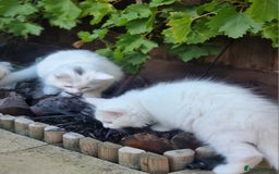 Mixed Breed cats for sale: Cute kittens - Image 17