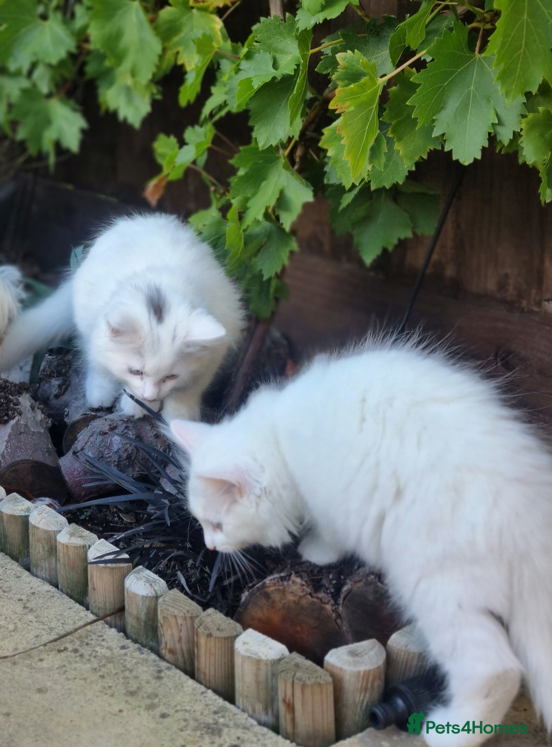 Mixed Breed cats for sale: Cute kittens - Image 17