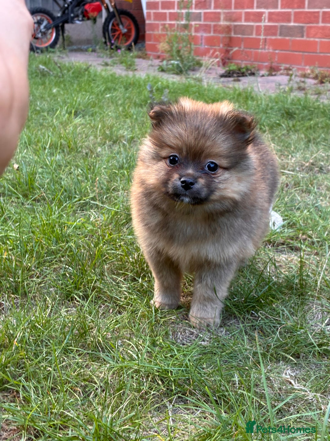 Pomeranian dogs for sale: 5 BEAUTIFUL TEDDY TYPE FOXY POMERANIANS - Image 20