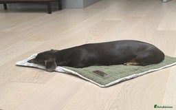 Dachshund dogs for sale: Rehoming our 3 yo dachshund  - Image 4