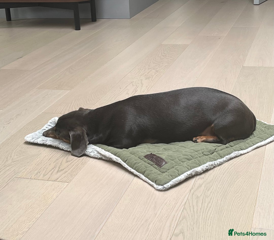 Dachshund dogs for sale: Rehoming our 3 yo dachshund  - Image 4
