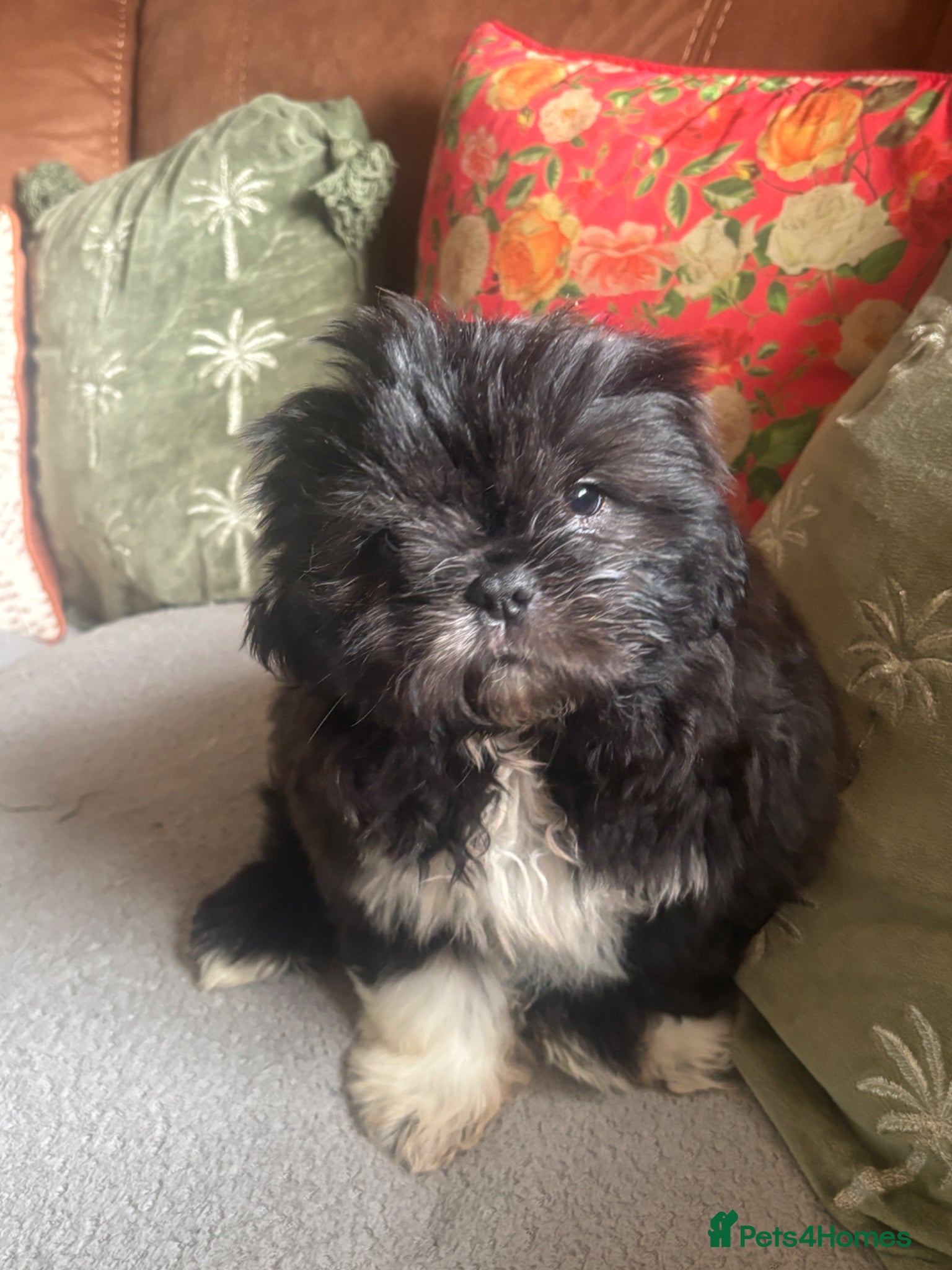 Mixed Breed dogs 2 Shih Tzu x pug puppies for sale  - Advert 1
