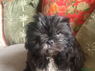 Mixed Breed dogs 2 Shih Tzu x pug puppies for sale - Advert 1