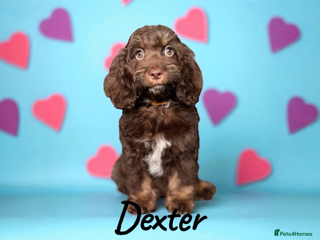 Cockapoo dogs for sale: ⭐️REDUCED⭐️ chocolate tri colour DNA clear F1 - Image 4