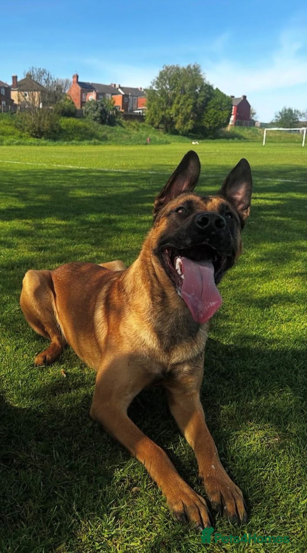 Belgian Shepherd Dog dogs for sale: Working Dutch shepherd/bull herder for rehome - Advert 3