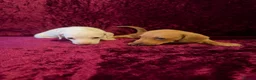 Miniature Dachshund dogs for sale: Miniature Dachshund available  - Advert 11