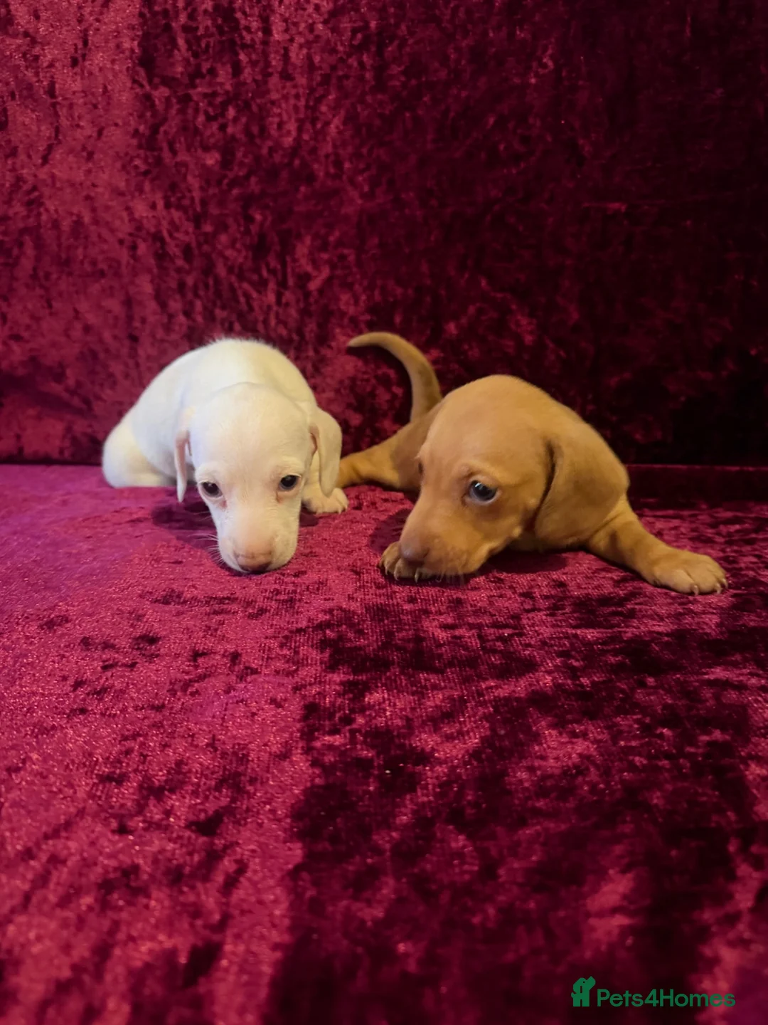 Miniature Dachshund dogs for sale: Miniature Dachshund available  - Advert 11