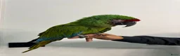 Macaws birds for sale: Tame Military Macaw - Advert 2