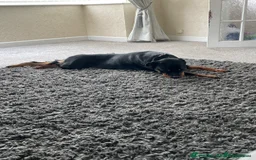 Rottweiler dogs for sale: Rottweiler girl for rehome - Image 10