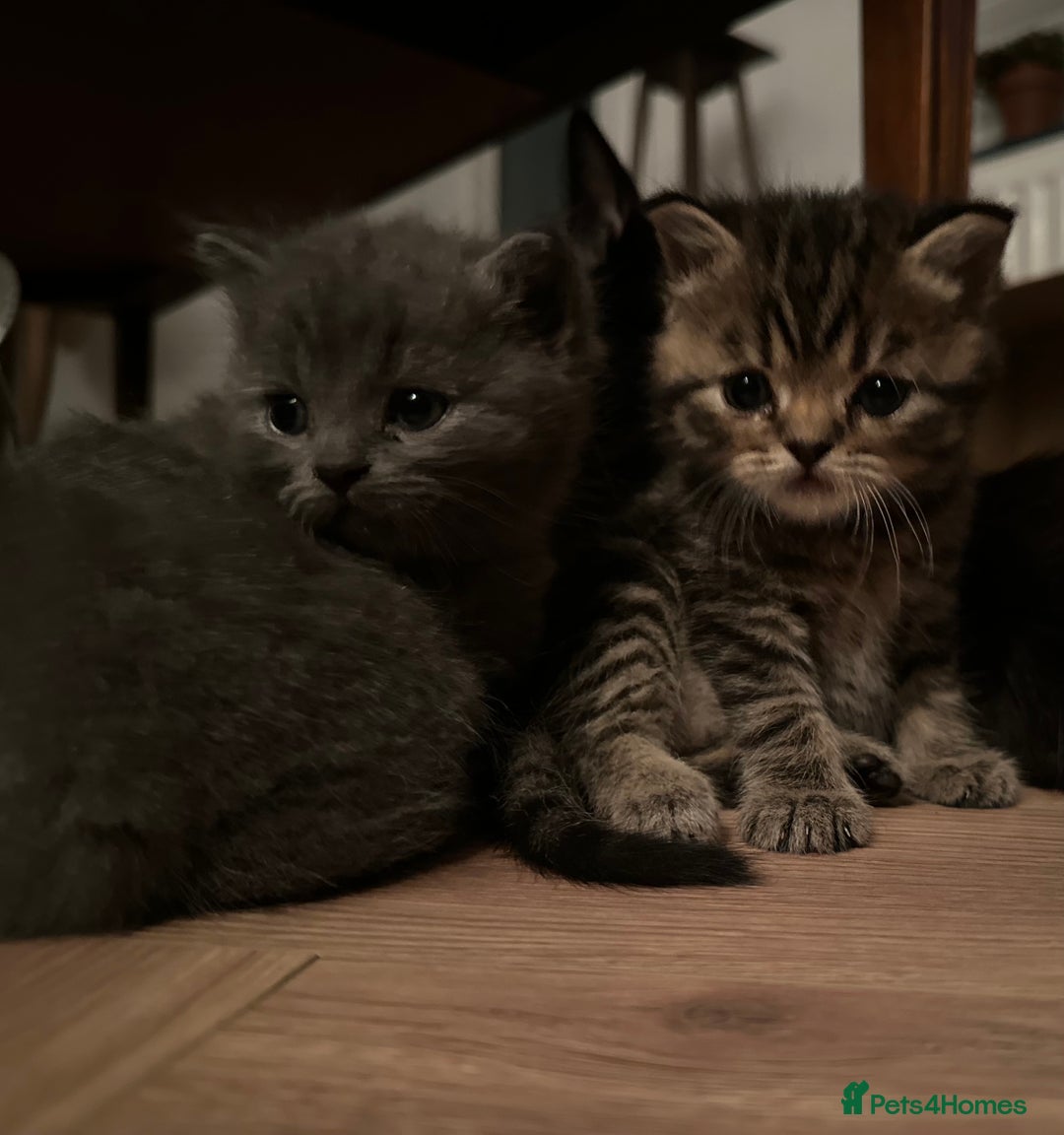 Exotic cats for sale: Stunning exotic cross kittens  - Image 4