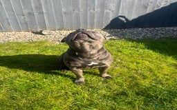 Staffordshire Bull Terrier dogs for stud: DELAMERES BLU THUNDER - Sully in Newton-le-Willows - Image 4