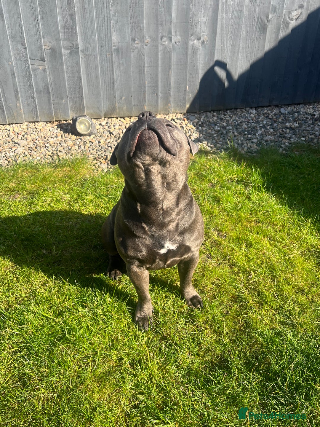 Staffordshire Bull Terrier dogs for stud: DELAMERES BLU THUNDER - Sully in Newton-le-Willows - Image 4