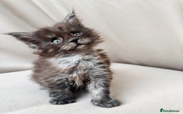 Maine Coon cats for sale: Maine coon girl - Image 1