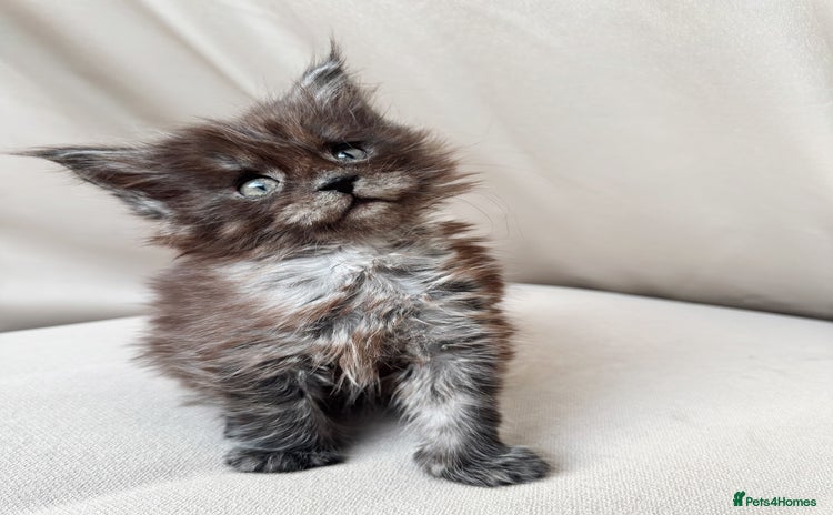 Maine Coon cats - Advert 13