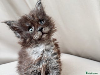 Maine Coon cats - Advert 23
