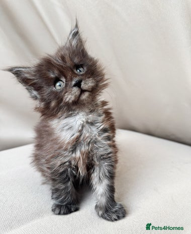 Maine Coon cats - Advert 3
