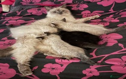 Mixed Breed cats for sale: Ragdoll x maincoon kittens available now - Image 18