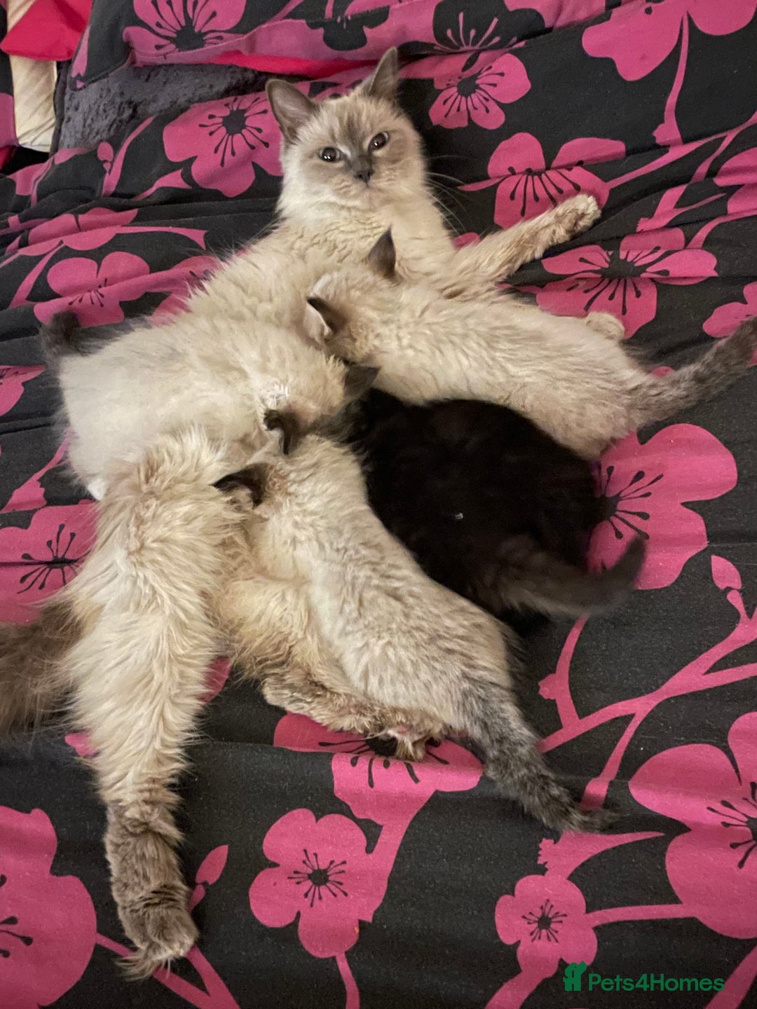 Mixed Breed cats for sale: Ragdoll x maincoon kittens available now - Image 18