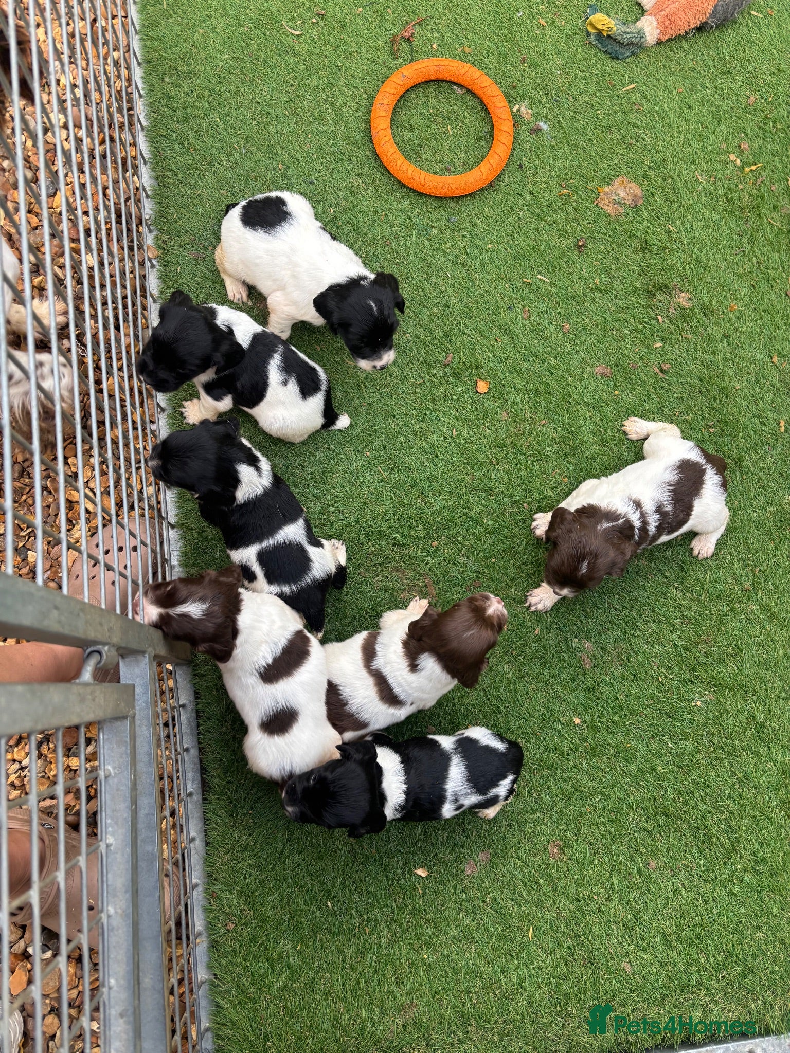 English Springer Spaniel dogs KC Springer Spaniel Puppies  - Advert 1