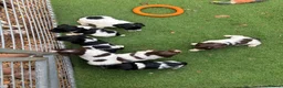English Springer Spaniel dogs for sale: KC Springer Spaniel Puppies  - Advert 1