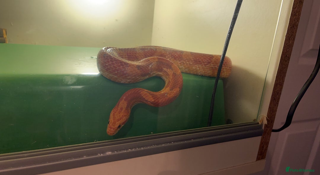 Corn Snake reptiles for sale: 4 year old male corn snake - Image 2