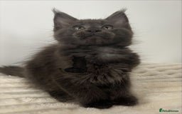Maine Coon cats for sale: TICA registered blue boy Maine Coone male  - Image 5