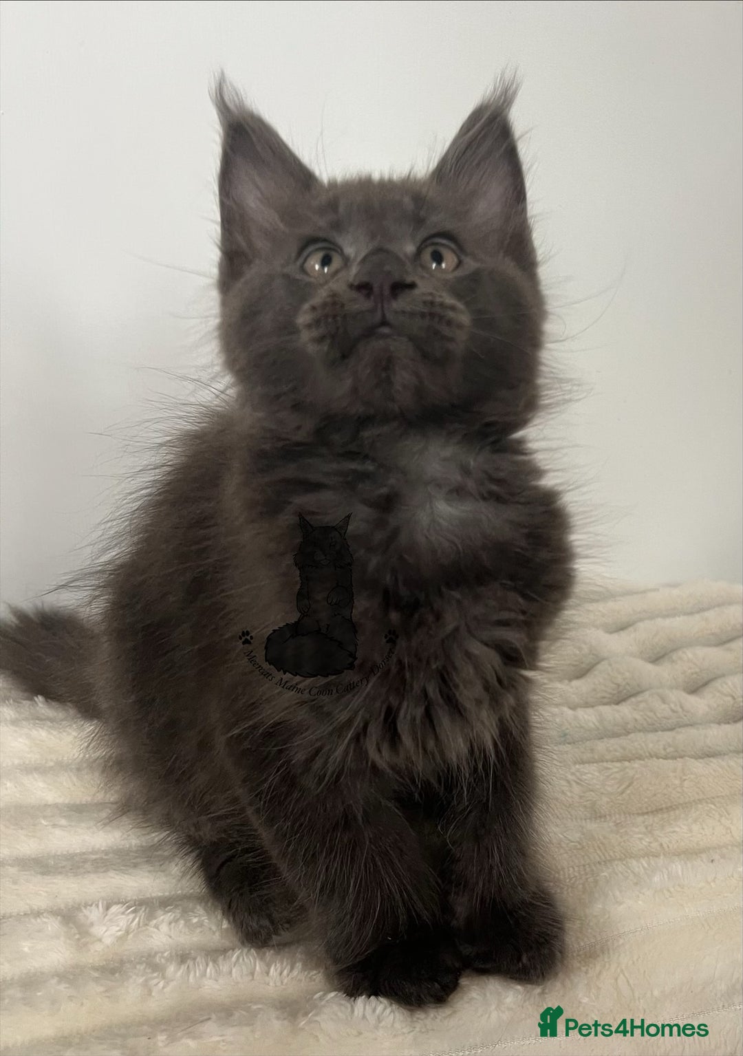 Maine Coon cats for sale: TICA registered blue boy Maine Coone male  - Image 5