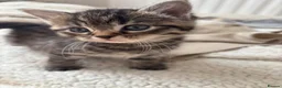 Mixed Breed cats for sale: Kittens  - Advert 4