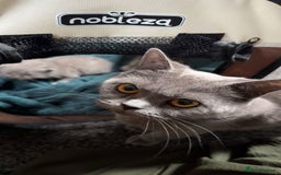 British Shorthair cats for sale: British short hair kittens - Image 9