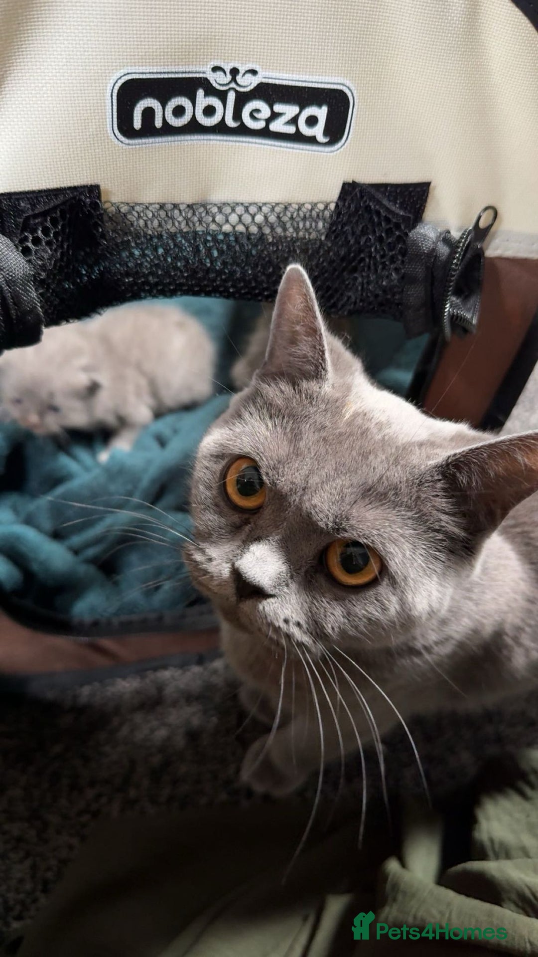 British Shorthair cats for sale: British short hair kittens - Image 9