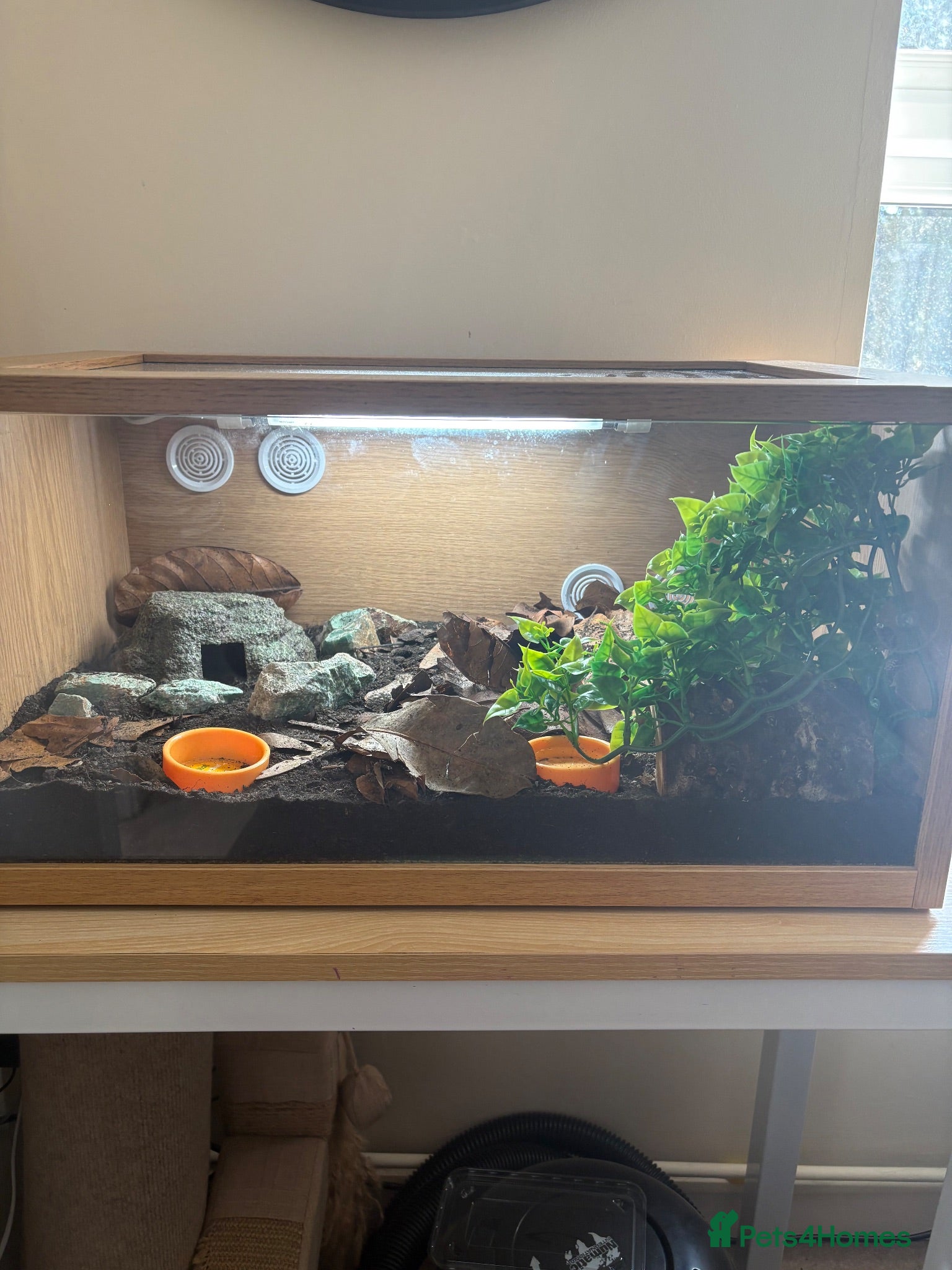 Gecko reptiles 2 x male viper geckos with full bioactive setup - Advert 6