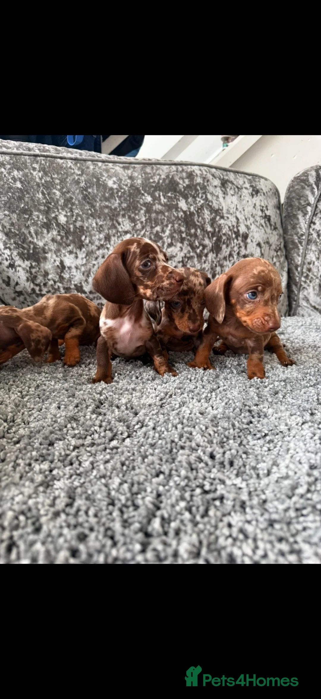 Dachshund dogs for sale: Miniature Dachshund - Advert 2