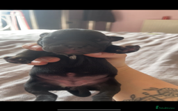 Mixed Breed dogs for sale: French Bulldog X Pocket Bullies for sale  - Image 7