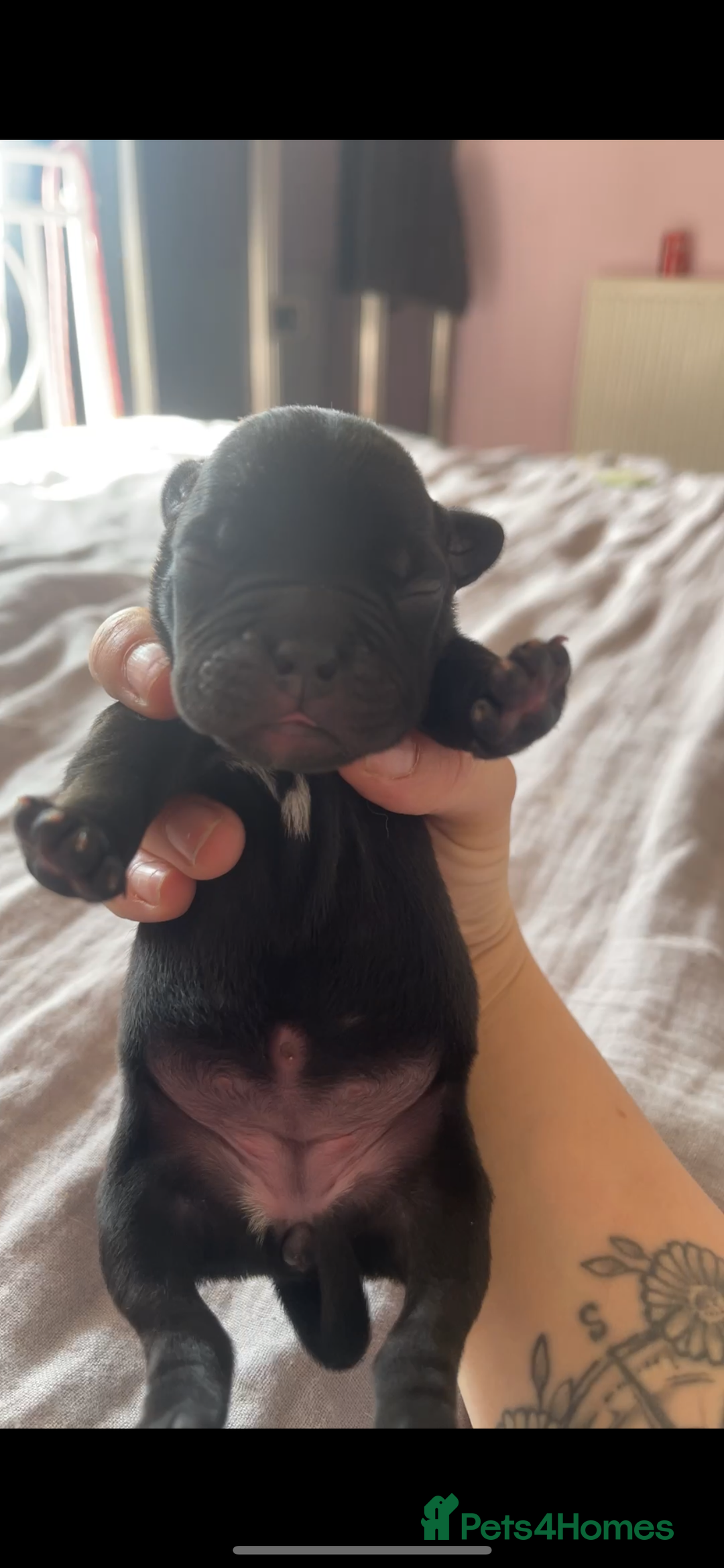Mixed Breed dogs for sale: French Bulldog X Pocket Bullies for sale  - Image 7