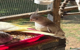 Cockatiels birds for sale: Baby Cockatiels, aviary bred - Image 4