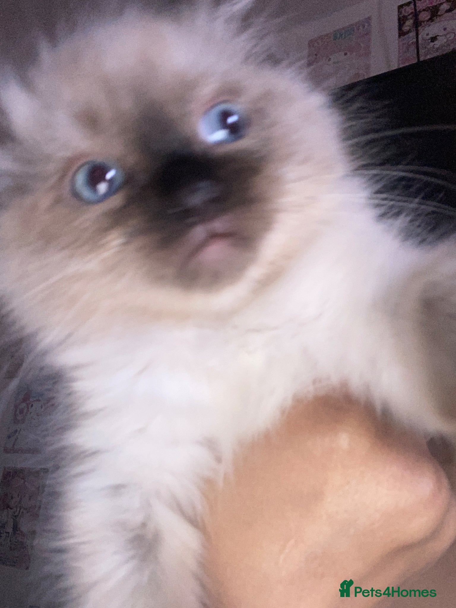 Ragdoll cats for sale: Female Ragdoll Kitten - Advert 4