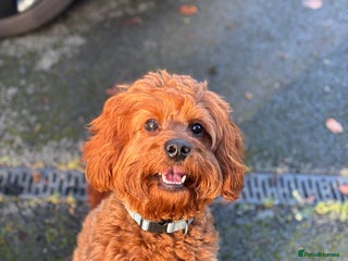 Cavapoo dogs F1 Cavapoo stud dog - Advert 12