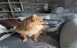 Pomchi dogs for sale: Pomchi  - Image 2