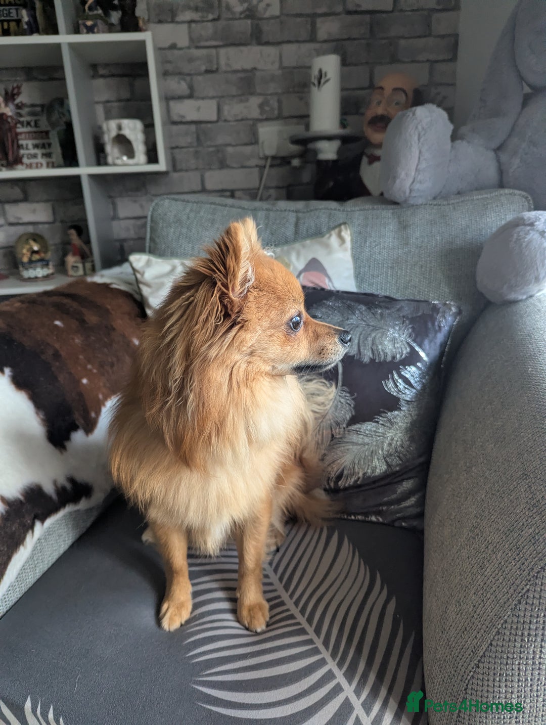 Pomchi dogs for sale: Pomchi  - Image 2