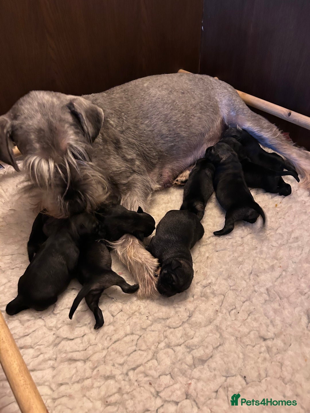 Schnauzer dogs for sale: KC reg Standard Schnauzers pepper & Salt - Advert 1