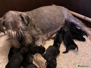 Schnauzer dogs KC reg Standard Schnauzers pepper & Salt - Advert 7