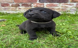 Labrador Retriever dogs for sale: Stunning Black Labrador Puppies KC Parents  - Image 22