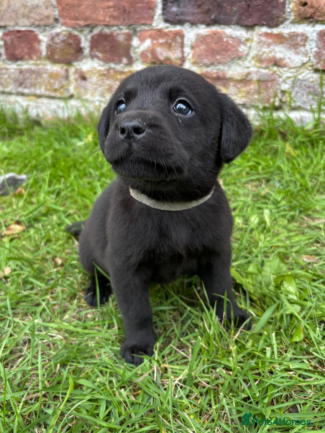 Labrador Retriever dogs for sale: Stunning Black Labrador Puppies KC Parents  - Image 22