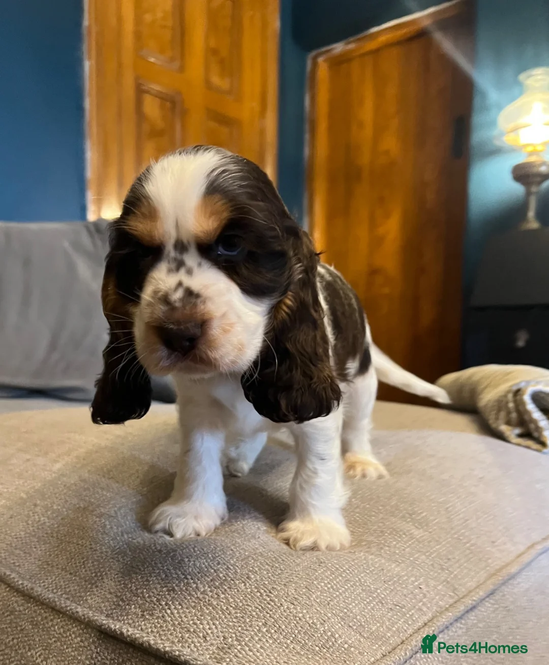 Cocker Spaniel dogs for sale: Show Type Cocker Spaniel Puppies - Advert 1